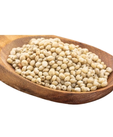 Millets (Jowar)